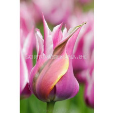 Лале (Tulip) Lilyflowering Moonshine 11/12