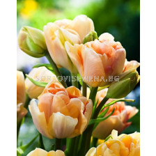 Лале (Tulip) Charming Beauty 11/12 