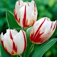 Лале (Tulip) Striped Happy Generation 11/12