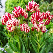 Лале (Tulip) Florid Flaming Club 11/12 