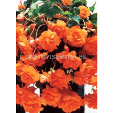 Бегония оранжева /Begonia Pendula Orange 5/6