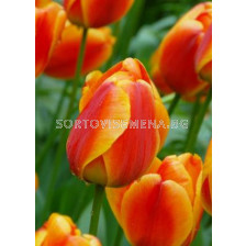 Лале (Tulip) World's Fire 11/12