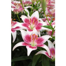 Лилиум (Lilium) Asiatic Strawberry and Cream 14/16