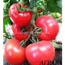 Сорт домати Пандароса F1 - 500 сем.