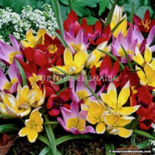 Лале (Tulip) Botanic Mix 11/12