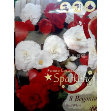 бегонии микс Sparkling (Red/White) - begonias mix  Sparkling (Red/White)