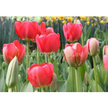 Лале (Tulip) Darwin Hybrids Spring Song 12/+