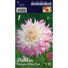 Далия (Dahlia) Decorative White/Pink 