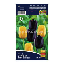 Лале (Tulip) Triumph Black and Yellow