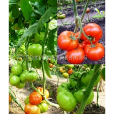 Сорт домати Гравитет F1 - 500 сем. Аграра ООД.