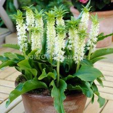 Еукомис (Eucomis) Autumnalis 14/16