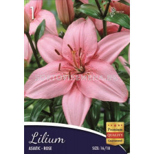 Лилиум (Lilium) Asiatic Rose 16/18