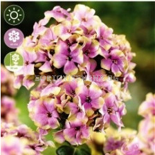 Флокс Paniculata Sherbet Blend - 1 оп (1 коренище)