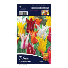 Лале (Tulip) Lilyflowering-Mixed