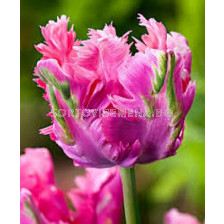 Лале (Tulip) Parrot Fantasy 11/12