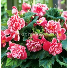 Бегония Camellia 5/6+ - Begonia Camellia 