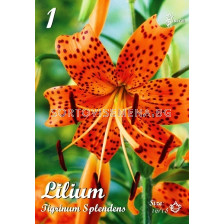 Лилиум (Lilium) Tigrin.Splendens 16/18 LSCH