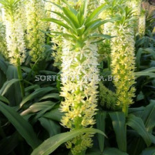 Еукомис (Eucomis) Playa Blanca 14/16