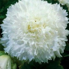 Бегония (Begonia) Fimbriata White 5/6