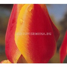 Лале (Tulip) Аpeldoorn's Elite Red/Yellow 12/+ 