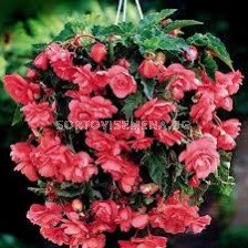 Бегония (Begonia) Pendula Pink 5/6 