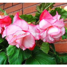 Бегония (Begonia) Cascade Florence 4/5 