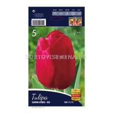 Лале (Tulip) Darwin Hybrid Red 11/12