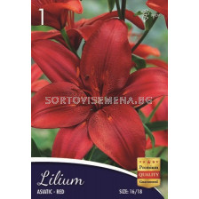Лилиум (Lilium) Asiatic Red 16/18