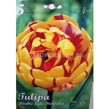 Лале (Tulip) Double Late Monsella 11/12