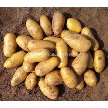 семе картофи Луизана - 5кг
