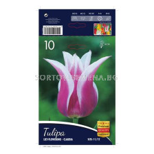 Лале (Tulip) Lilyflowering Claudia 11/12 - 10 бр.