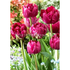 Лале (Tulip) Royal Acres 11/12