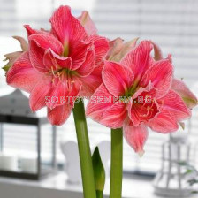 Амарилис (Amaryllis) Double Sweet Nymph 24/26