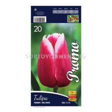 Лале (Tulip) Triumph red and white 12/+(10 луковици)