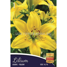 Лилиум (Lilium) Asiatic Yellow 16/18 