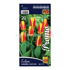 Лале (Tulip) Kaufmanniana - Giuseppe Verdi 11/12 