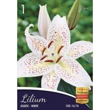 Лилиум (Lilium) Asiatic White 16/18 