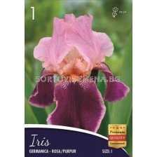 Ирис (Iris) Germanica rosa/pupur 