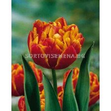 Лале (Tulip) Double Allegretto 11/12