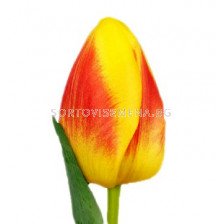 Лале (Tulip) Courage Brigitta 11/12