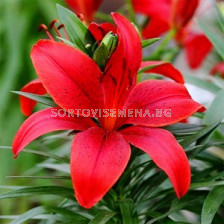 Лилиум (Lilium) Asiatic Red County 14/16 