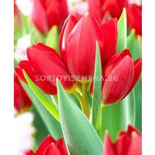 Лале (Tulip) Multiflora Red Georgette 11/12