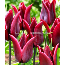 Лале (Tulip)  lily-flowered Lasting Love 11/12