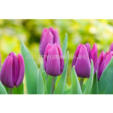 Лале (Tulip) Purple Prince 11/12
