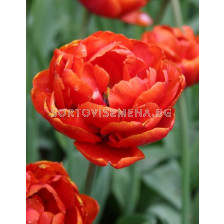 Лале (Tulip) Double Decorative Art Miranda