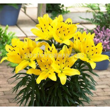 Лилиум Goldwing 14/16 - Lilium Goldwing 14/16