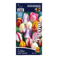 Лале (Tulip) Triumph Striped mix 12/+ (10 луковици) 