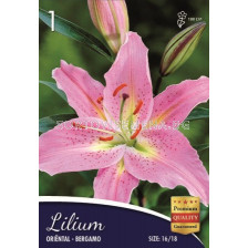 Лилиум Bergamo 16/18 -  Lilium Bergamo 16/18