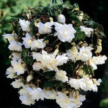 Бегония (Begonia) Pendula White 5/6