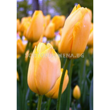 лале Big Smile 11/12 - tulip Big Smile 11/12